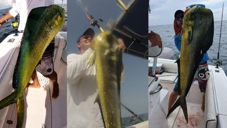Mahi-Mahi | Dorado