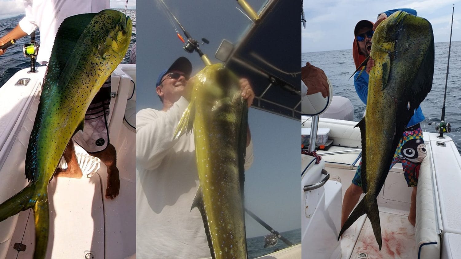 Pesca deportiva en Panamá: Edición del mega Dorado