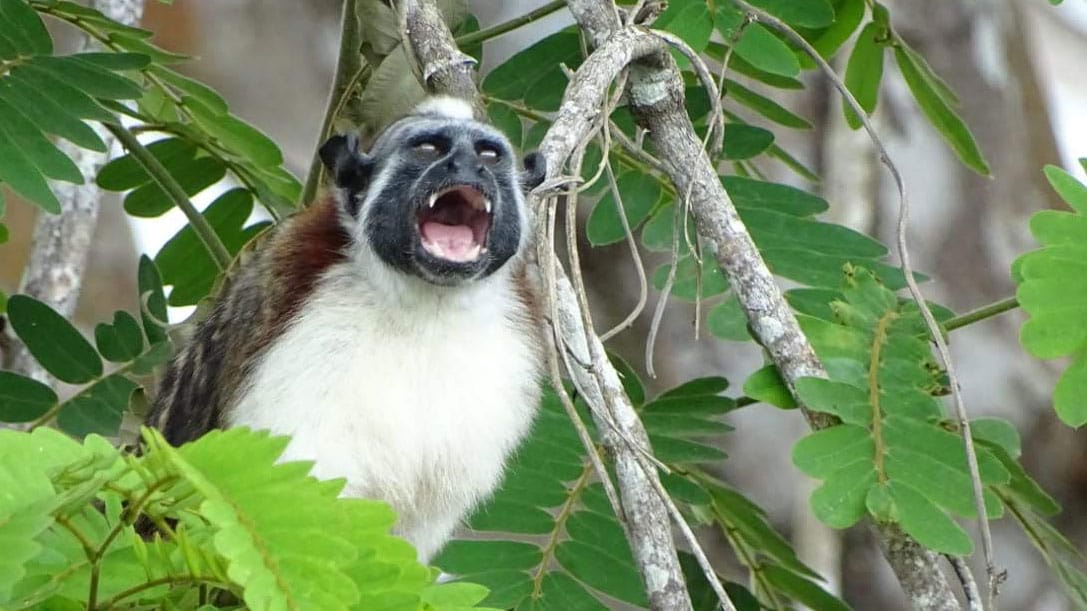 animals | animales