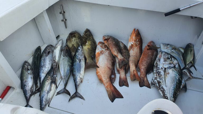 pesca mar abierto