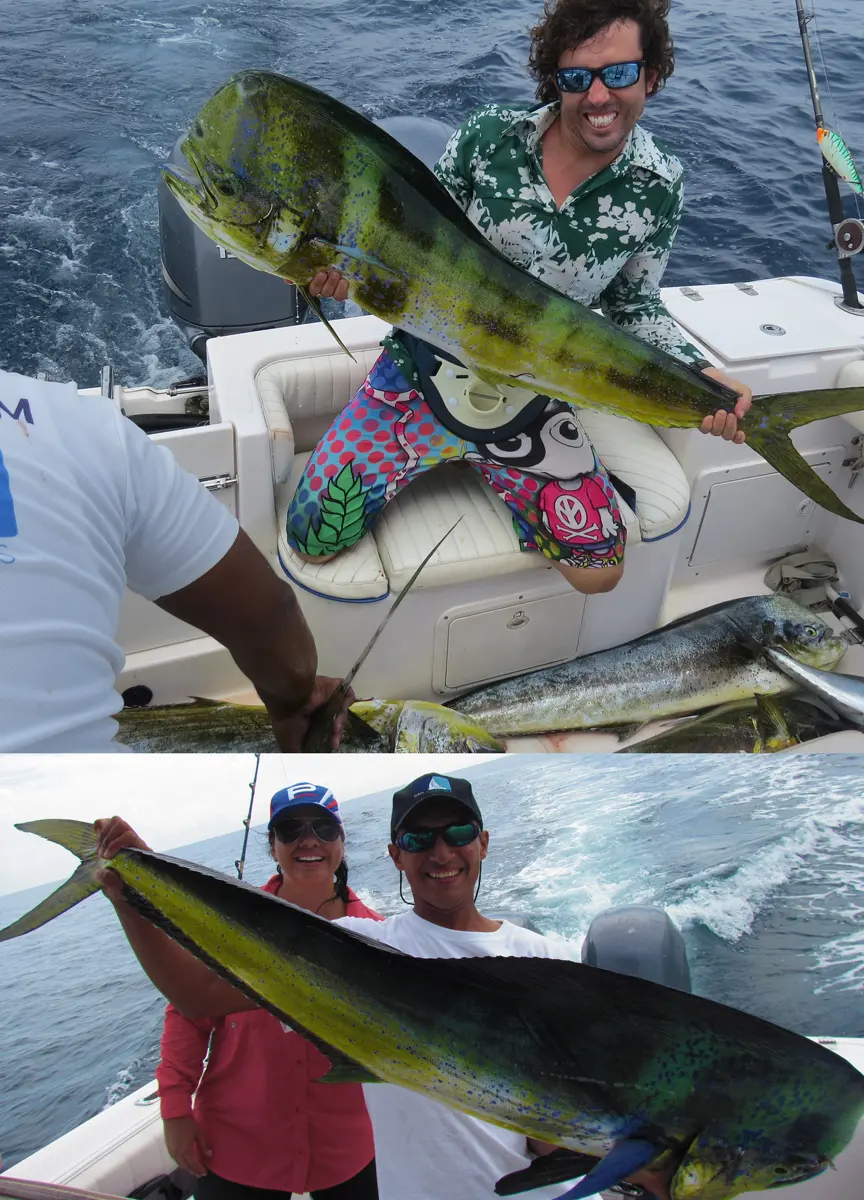 Mahi Mahi - Dorado