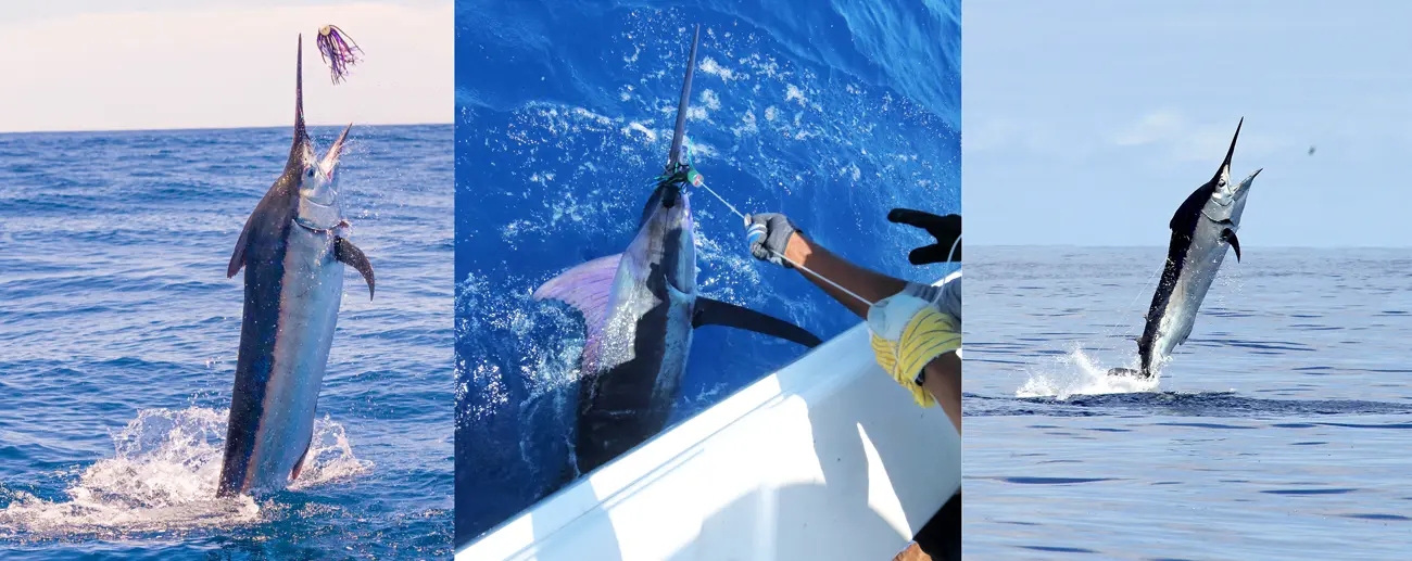 Marlin-3-(2)— Marlin fishing in panama - pesca de marlin en panama