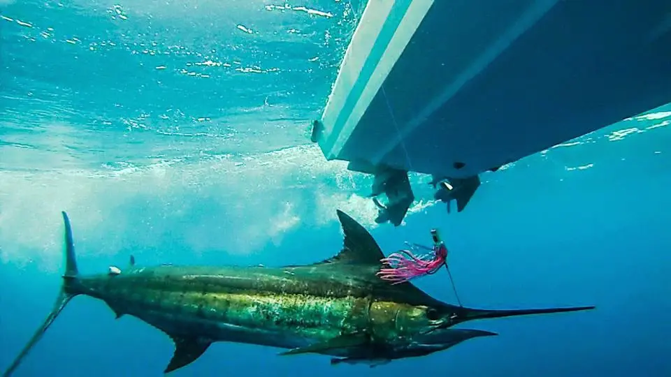 marlin nadando panama marlin fishing - pesca de marlin en panama
