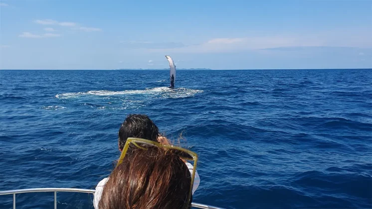 Panama Whale Watching Tour - Avistamiento de Ballenas en Panam&aacute;
