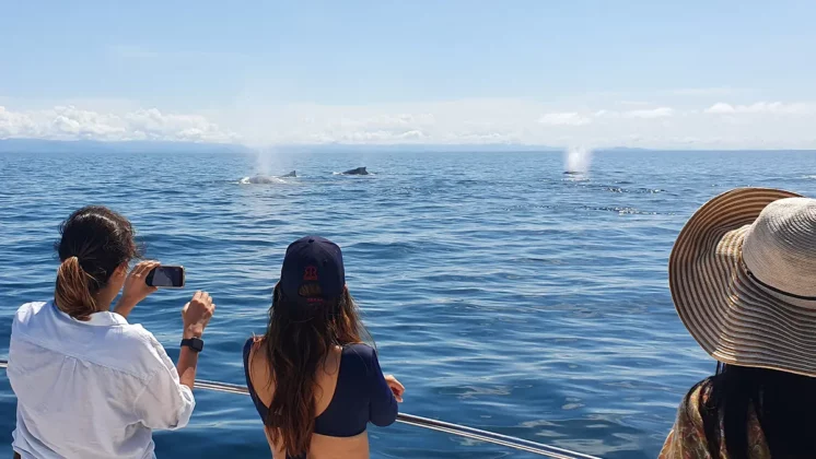 Panama Whale Watching Tour - Avistamiento de Ballenas en Panam&aacute;