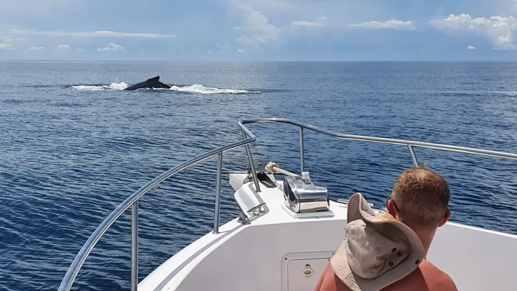 Panama Whale Watching Tour - Avistamiento de Ballenas en Panam&aacute;