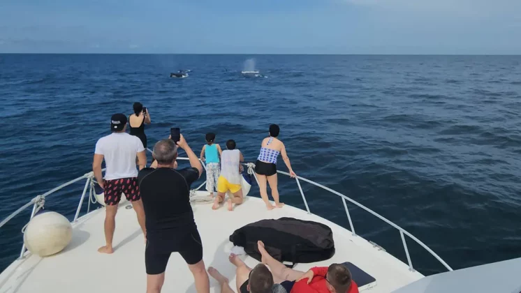 Panama Whale Watching Tour - Avistamiento de Ballenas en Panam&aacute;