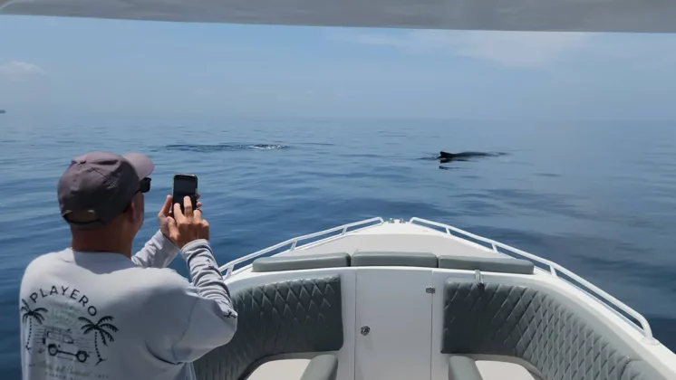 Panama Whale Watching Tour - Avistamiento de Ballenas en Panam&aacute;