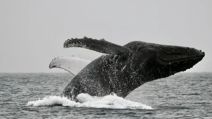 Panama Whale Watching Tour - Avistamiento de Ballenas en Panam&aacute;