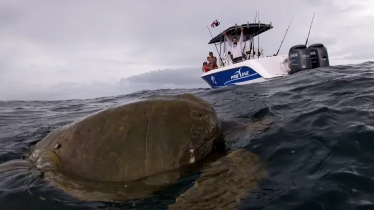 private charter fishing yacht rental to pearl islands - alquiler de yates privados y pesca en las perlas