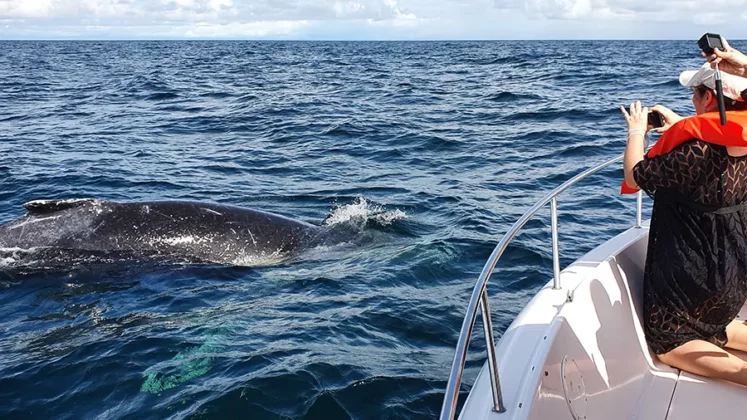 private charter fishing yacht rental to pearl islands - alquiler de yates privados y pesca en las perlas