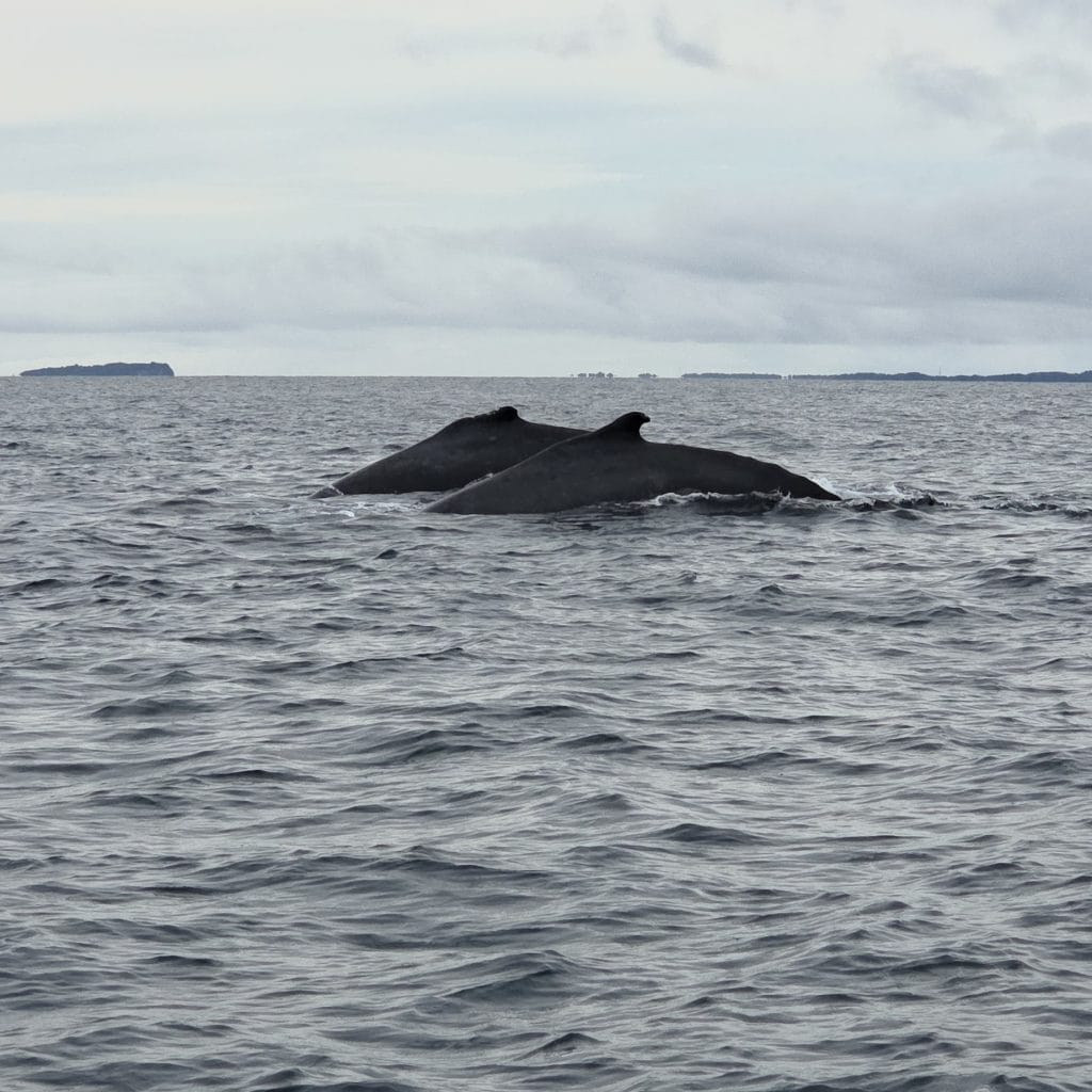whale watching in panama
