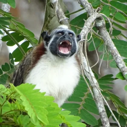 monkey island tour panama gem charters