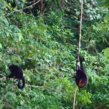 monkey island tour panama gem charters